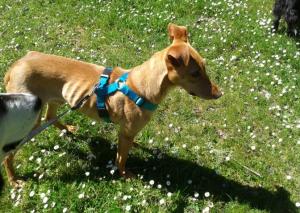 Ro meses después de su rescate, habiendo cogido mucho peso. Aún así, su nivel de desnutrición es visible.